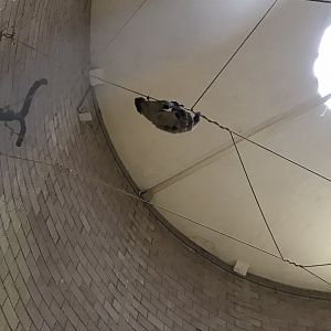 Two toed sloth (2020)