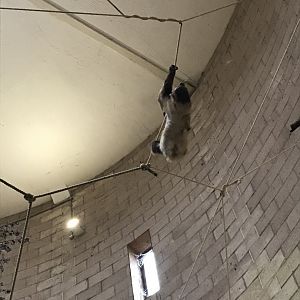 Two toed sloth (2020)