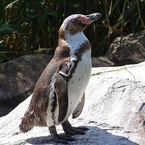 Humboldt penguin (Spheniscus humboldti) (07/22)
