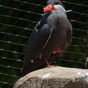 Inca tern (Larosterna inca) (07/22)