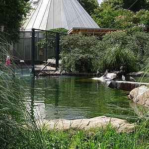 Enclosure for Humboldt penguins and inca terns (07/22)