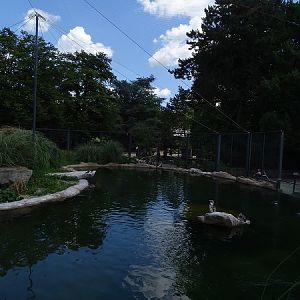 Enclosure for Humboldt penguins and inca terns (07/22)