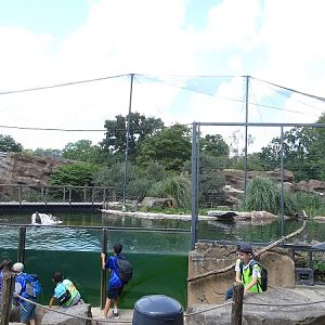 Enclosure for Humboldt penguins and inca terns (07/22)