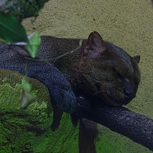 Jaguarundi (Herpailurus yagouaroundi) (07/22)
