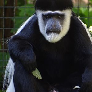 Kikuyu Guereza (Colobus guereza kikuyuensis) (07/22)