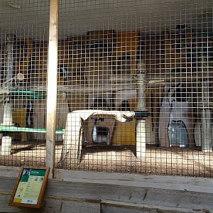 Indoor guereza enclosure (07/22)