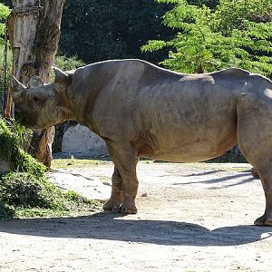 Eastern black rhinoceros (Diceros bicornis michaeli) (07/22)