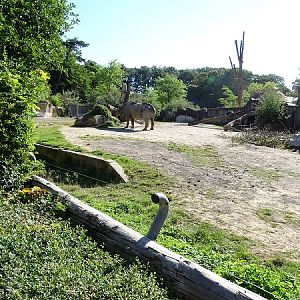 Black rhino enclosure (07/22)