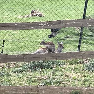 Grey kangaroos (2020)