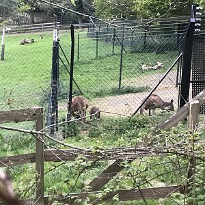 Grey kangaroos (2020)