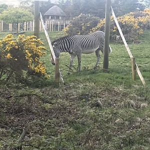 Grevy’s zebra (2020)