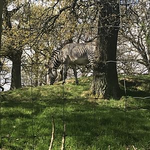 Grevy’s zebra (2020)