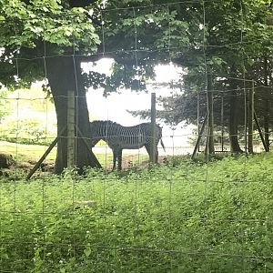 Grevy’s zebra (2020)