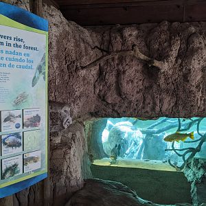 Pantanal - "Flooded Forest"