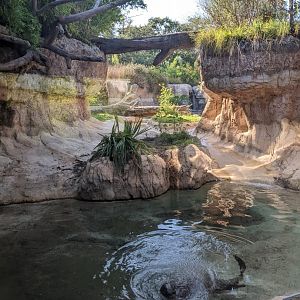 Pantanal - Gint Otter
