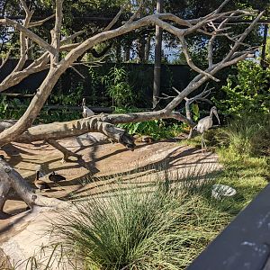 Pantanal - Walk-through aviary