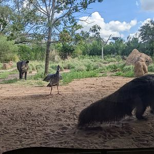 Pantanal - Mixed Species (the "money shot")