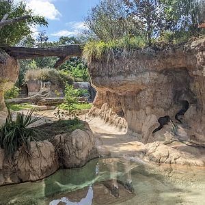 Pantanal - Giant Otters at rest