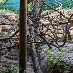 Pantanal - mixed primates