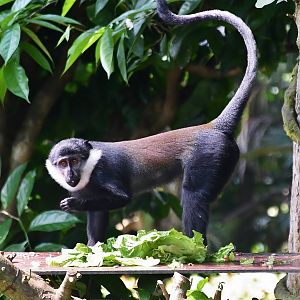 L'Hoest's Monkey (Allochrocebus lhoesti)
