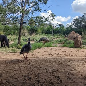 Pantanal - mixed species