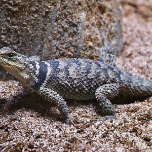 Blue Spiny Lizard (Sceloporus serrifer)