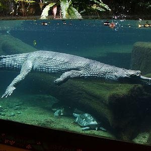 Indian Gharial exhibit