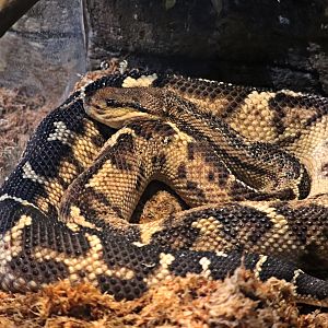 Central American bushmaster (Lachesis stenophrys)