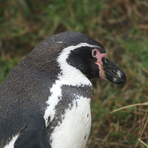 Humboldt penguin (Spheniscus humboldti), 2008-03-01