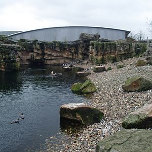 Playa Penguinos with Humboldt penguins and Steamer ducks, 2008-03-01