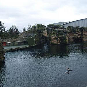 Playa Penguinos with Humboldt penguins and Steamer ducks, 2008-03-01