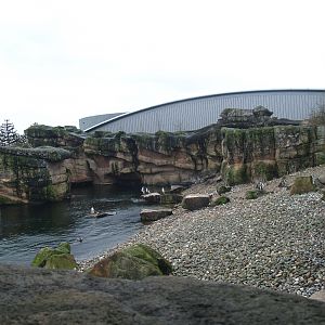 Playa Penguinos with Humboldt penguins and Steamer ducks, 2008-03-01
