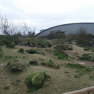 Playa Penguinos with Humboldt penguins and Steamer ducks - Beach, dunes and rocks section, 2008-03-01