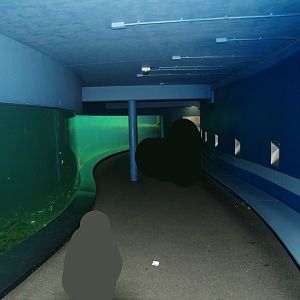 Playa Penguinos - Humboldt penguin underwater viewing area, 2008-03-01