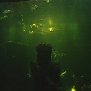 Green sea turtle and fish tank, 2008-03-01