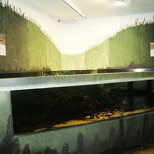 Water Factory - Native species fish tank, 2008-03-01