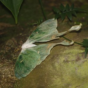 Luna moth (Actias luna), 2008-03-01