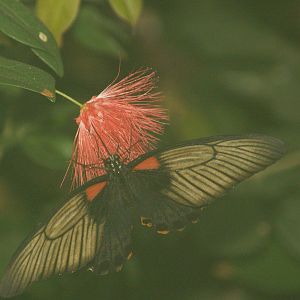 Great Mormon (Papilio memnon) on Calliandra, 2008-03-01