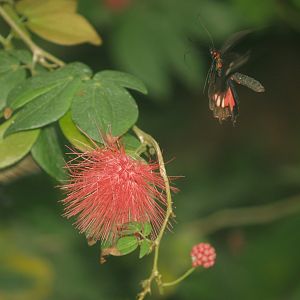 Great Mormon (Papilio memnon) flying near Calliandra, 2008-03-01