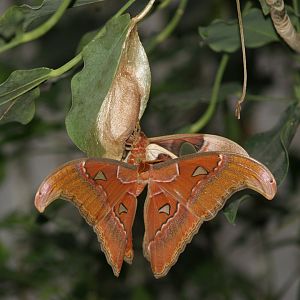 Atlas moth (Attacus atlas), 2008-03-01