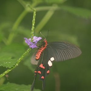 Pachliopta aristolochiae, 2008-03-01
