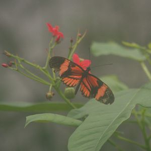 Postman butterfly (Heliconius melpomene), 2008-03-01