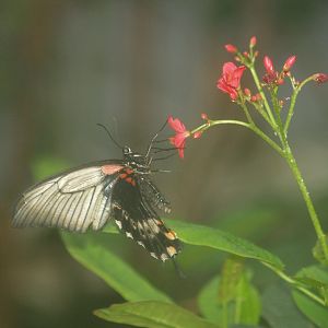 Great Mormon (Papilio memnon), 2008-03-01