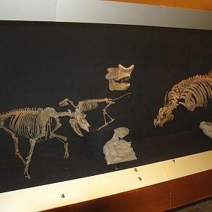 Biochron - Prehistoric mammal skeletons display, 2008-03-01