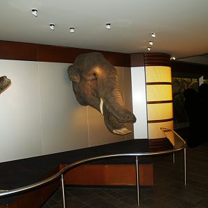 Biochron - Brontotherium and Amebelodon head models, 2008-03-01