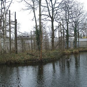 Lar gibbon island, 2008-03-01