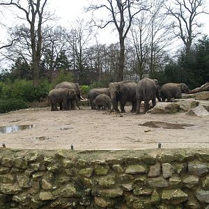 Asian elephant exhibit, 2008-03-01