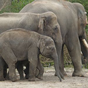 Asian elephants (Elephas maximus), 2008-03-01