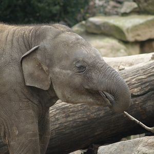 Juvenile Asian elephant (Elephas maximus), 2008-03-01
