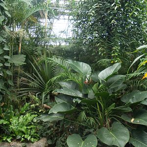 View in the Oasia greenhouse, 2008-03-01